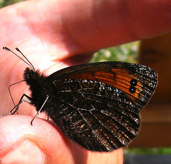 Le papillon s’envole.......... Tout bat de l’aile