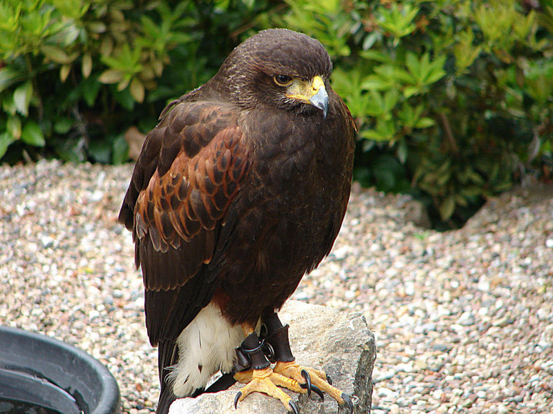 20090527 0141DSCw [D-LIP] Wüstenbussard (Parabuteo unicinctus), Detmold