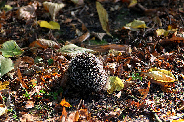 20090927 0821Aw [D~LIP] Igel (Erinaceus europaeus), Landschaftsgarten, Bad Salzuflen