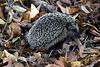 20090927 0824Aw [D~LIP] Igel (Erinaceus europaeus), Landschaftsgarten, Bad Salzuflen