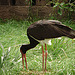 20060901 0620DSCw [D-DU] Schwarzstorch (Ciconia nigra), Zoo Duisburg