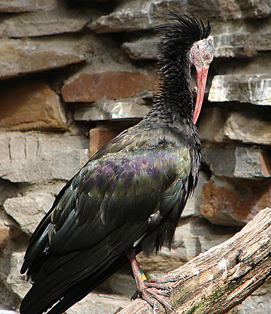 20060901 0656DSCw [D-DU] Waldrapp (Geronticus eremita), Zoo Duisburg