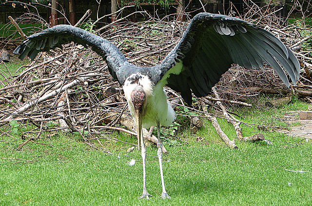 20060901 0658DSCw [D-DU] Marabu (Leptoptilos crumeniferus), Zoo Duisburg