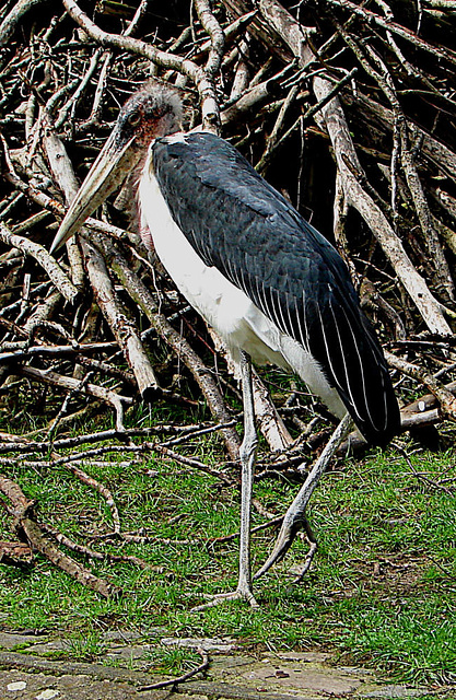 20060901 0659DSCw [D-DU] Marabu (Leptoptilos crumeniferus), Zoo Duisburg