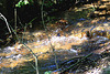 20090927 0826Aw [D~LIP] Salze, Bad Salzuflen