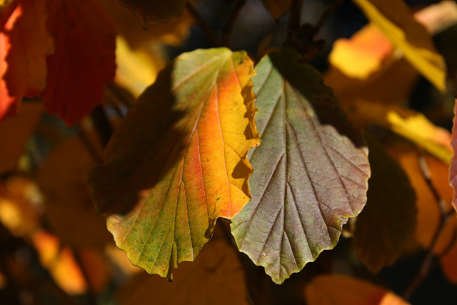 Herbstfarben