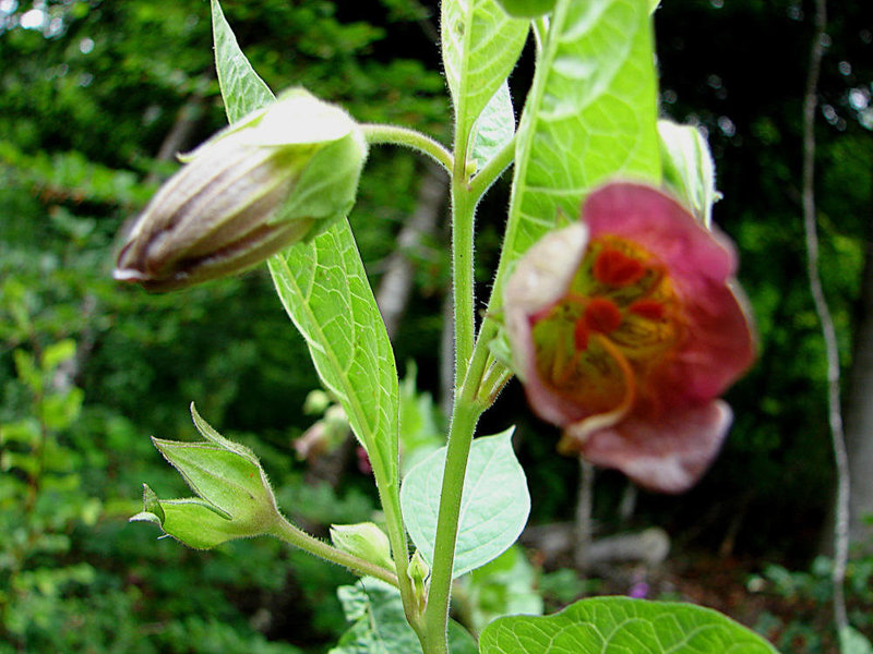 20060622 0398DSCw [CH] Tollkirsche (Altropa belladonna), Interlaken: Harder Kulm, Bern