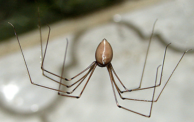 20090618 0477DSCw [D~LIP] Zitterspinne, (Pholcus phalangoides), Bad Salzuflen