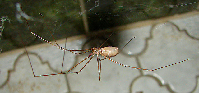 20090618 0478DSCw [D~LIP] Zitterspinne, (Pholcus phalangoides), Bad Salzuflen