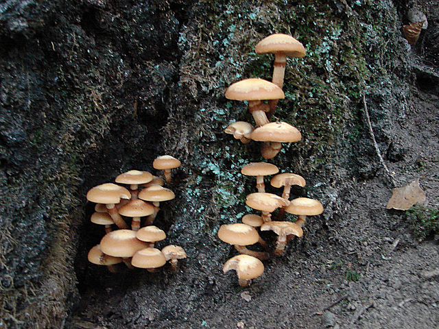 20050828 0059DSCw [D~LIP] Stockschwämmchen (Pholiota mutabilis), Bad Salzuflen