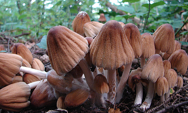 20050828 0060DSCw [D~LIP] Glimmertintling (Coprinellus micaceus), Obernberg, Bad Salzuflen