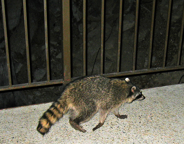 Raccoon (4564)