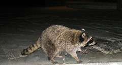 Raccoon (4574)