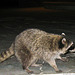 Raccoon (4574)