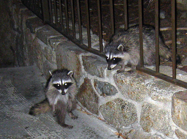 Raccoons (4572)