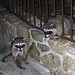 Raccoons (4572)