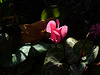 Cyclamen