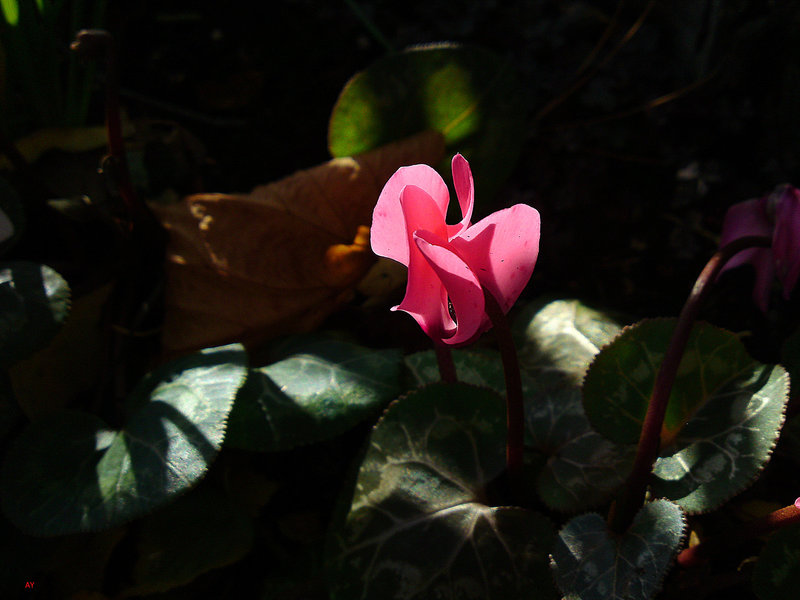 Cyclamen