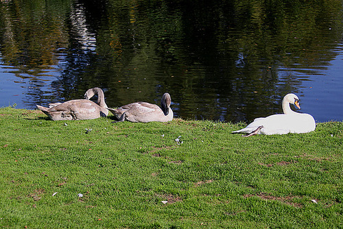 20090927 0832Aw [D~LIP] Höckerschwan (Cygnus olor) [JV], Landschaftsgarten, Bad Salzuflen