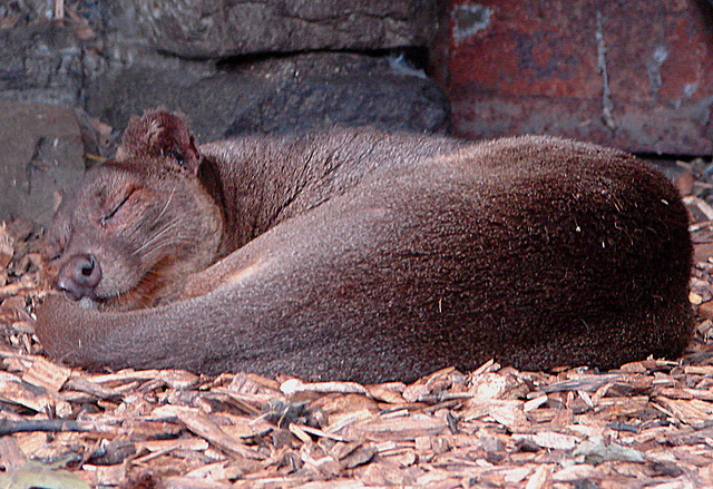 20060901 0617DSCw [D-DU] Fossa (Cryptoprocta ferox), Zoo Duisburg