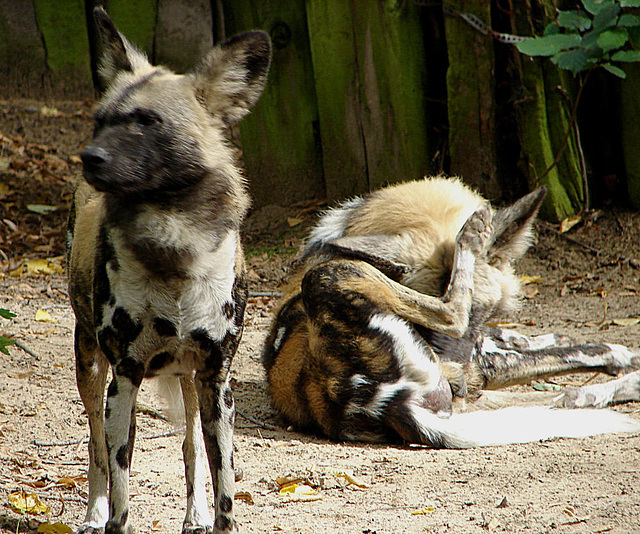 20060901 0672DSCw [D-DU] Afrikanischer Wildhund (Lycaon pictus), Zoo Duisburg