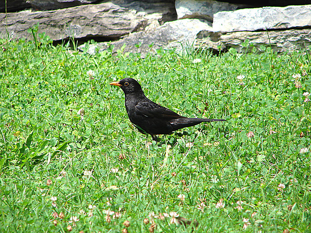 20060626 0455DSCw [R~CH] Amsel ( Turdus merula) [Schwarzdrossel] [m], Interlaken, Bern [Schweiz]