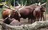 20060901 0649DSCw [D-DU] Watussirind (Bos taurus domestica), Zoo Duisburg