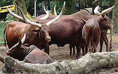 20060901 0649DSCw [D-DU] Watussirind (Bos taurus domestica), Zoo Duisburg