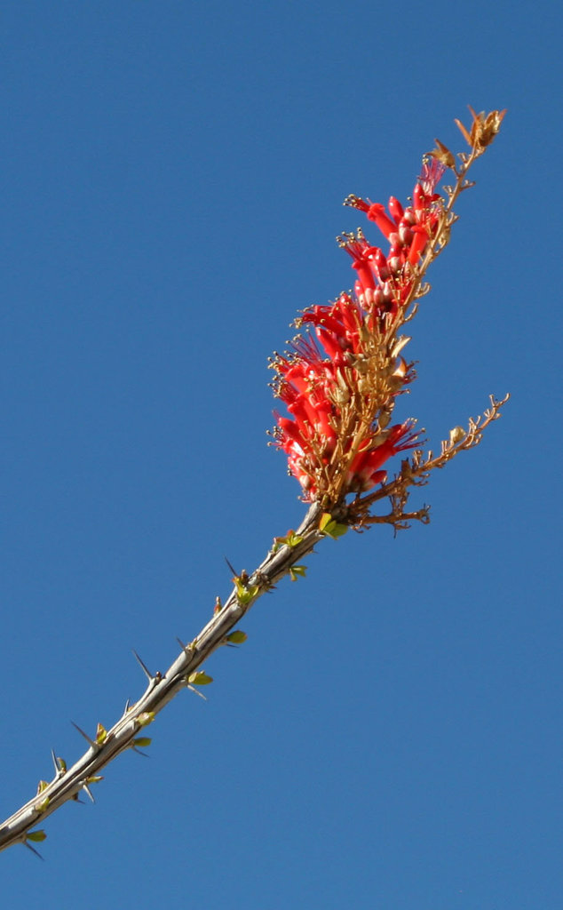 Ocotillo Bloom (3188)