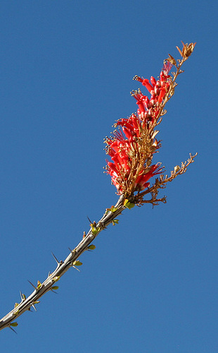 Ocotillo Bloom (3188)