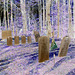 Hill crest cemetery - Négatif