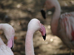 20051013 055DSCw [D-HM] Rosaflamingo (Phoenicopterus roseus), Bad Pyrmont