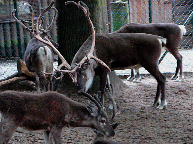 20060901 0640DSCw [D-DU] Rentier (Rangifer tarandus), Zoo Duisburg