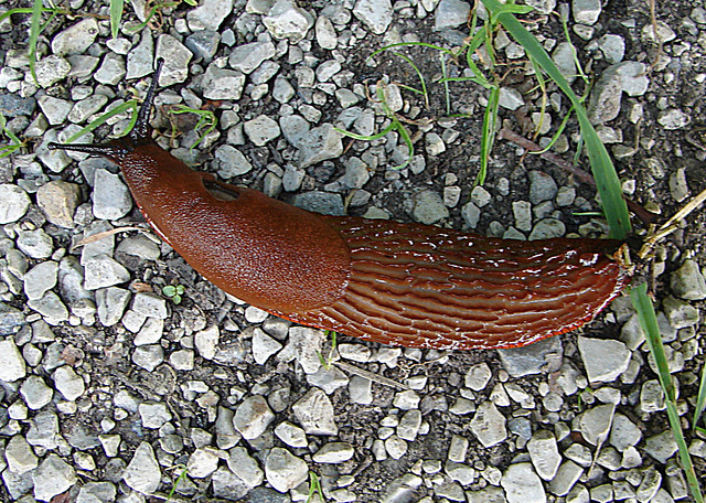 20050828 0052DSCw [D~LIP] Rote Wegschnecke (Arion rufus), Obernberg, Bad Salzuflen