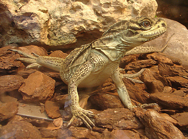 20060901 0606DSCw [D-DU] Segelechse (Hydrosaurus pustulatus), Zoo Duisburg