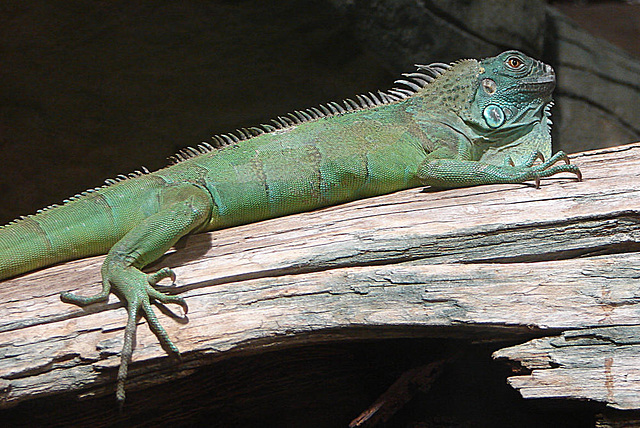 20060901 0608DSCw [D-DU] Grüner Leguan (Iguana iguana), Zoo Duisburg