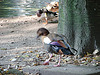 20051013 010DSCw [D-HM] Ente, Gänsevögel, Bad Pyrmont