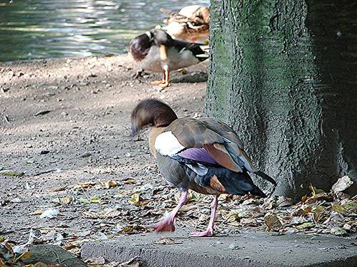 20051013 010DSCw [D-HM] Ente, Gänsevögel, Bad Pyrmont