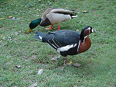 20051013 004DSCw [D-HM] Rothalsgans (Branta ruficollis) + Stockente (Anas Platyrhynchos), Bad Pyrmont