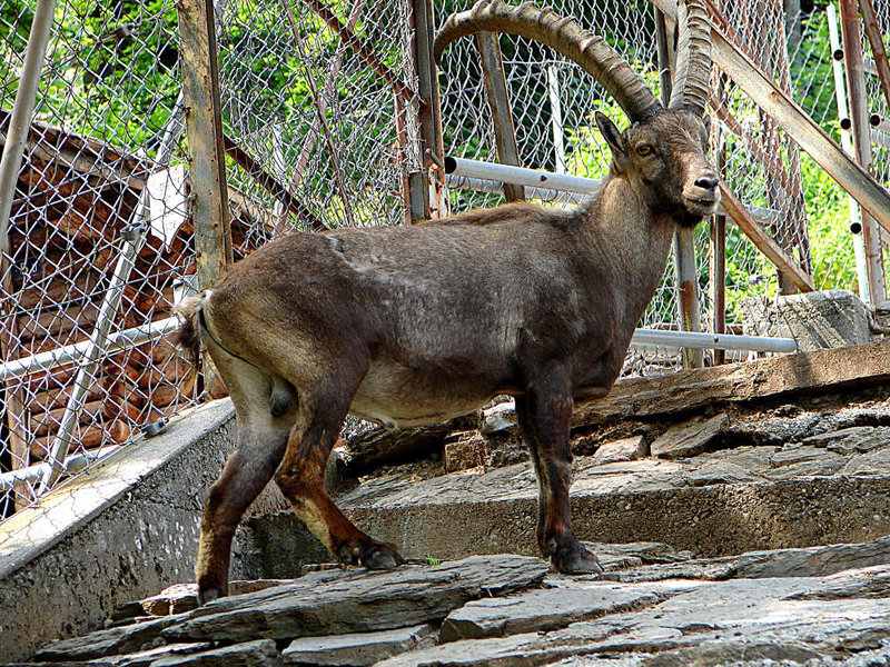 20060626 0466DSCw [CH] Steinbock (Capra ibex), Wildpark, Interlaken