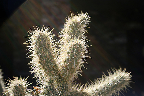 Cholla (3426)