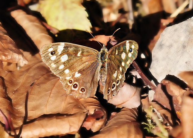 Speckled Wood