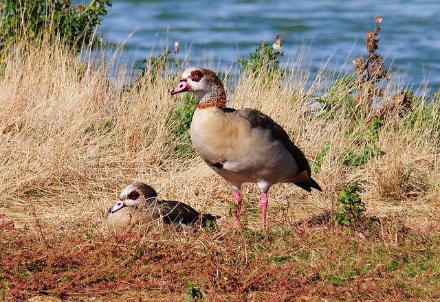 Egyptian Goose