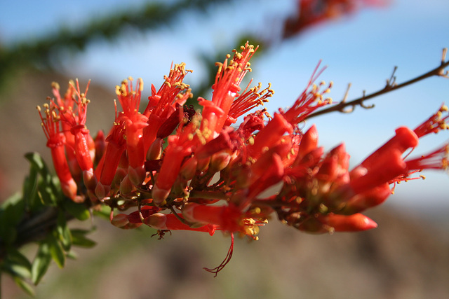 Ocotillo Bloom (3391)