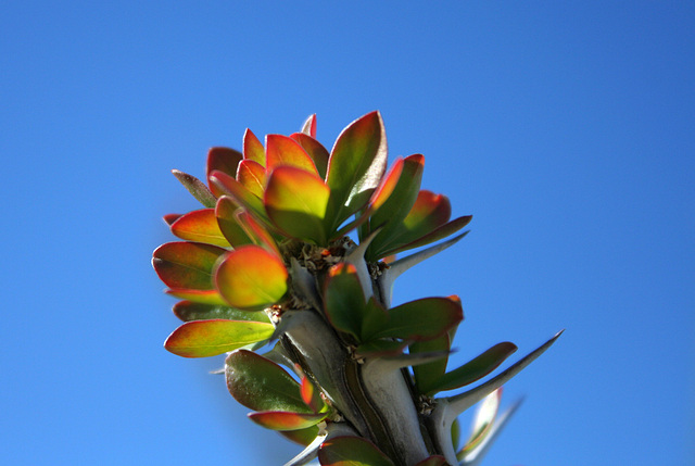 Ocotillo Tip (3432)