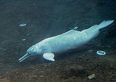 20060901 0609DSCw [D-DU] Amazonas Delfin (Inia geffrensis), Zoo Duisburg