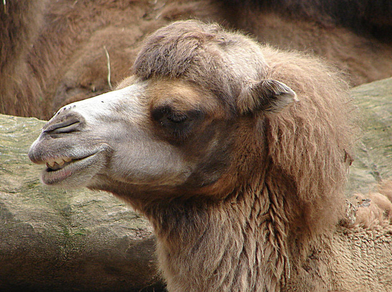 20060901 0625DSCw [D-DU] Trampeltier (Camelus bactrianus), Zoo Duisburg