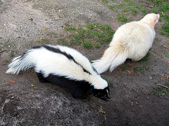 Skunks