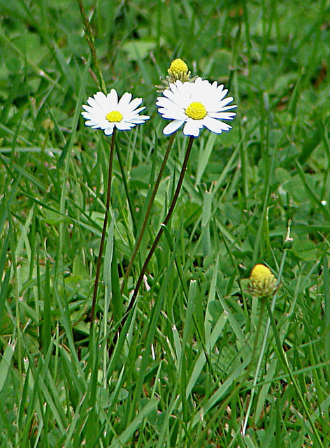 20090621 3654DSCw [D~LIP] Gänseblümchen (Bellis perennis) [Maßiebchen], Bad Salzuflen