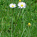 20090621 3654DSCw [D~LIP] Gänseblümchen (Bellis perennis) [Maßiebchen], Bad Salzuflen